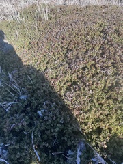 Arctostaphylos pumila