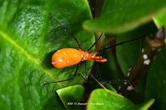 Zelus longipes
