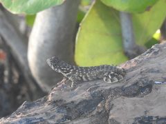Leiocephalus carinatus