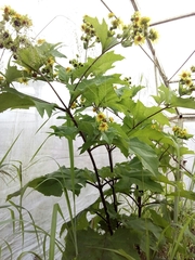 Smallanthus maculatus