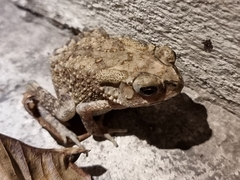 Duttaphrynus melanostictus