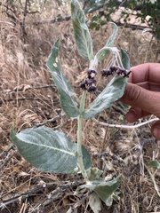 Asclepias californica