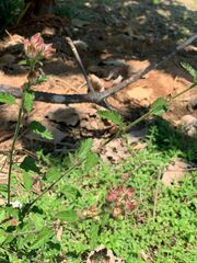 Anisodontea scabrosa