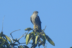 Falco columbarius