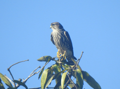 Falco columbarius