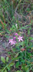 Centaurium erythraea
