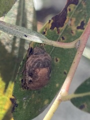 Stethaulax marmorata