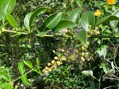 Vaccinium bracteatum