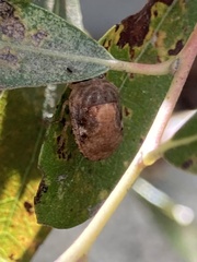 Stethaulax marmorata