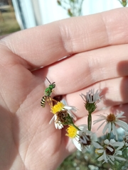 Agapostemon