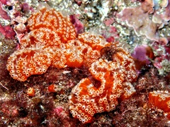 Aplidium