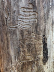 Agrilus planipennis