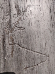 Agrilus planipennis