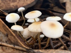 Strobilurus conigenoides