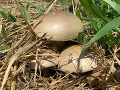 Macrocybe