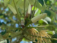 Cecropia peltata