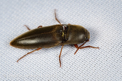 Diplostethus opacicollis