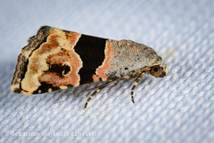 Cobubatha lixiva