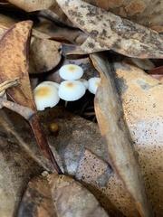 Strobilurus conigenoides