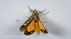 Euscirrhopterus gloveri