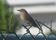 Setophaga palmarum