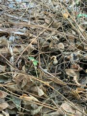 Schistocerca pallens