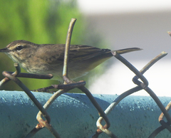 Setophaga palmarum