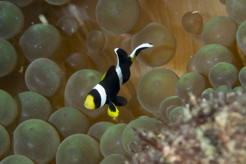 Barrier reef anemonefish (Amphiprion akindynos) — Pomacentridae — 3