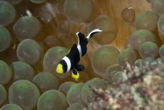 Amphiprion akindynos