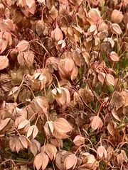 Trichodesma physaloides