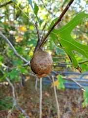Amphibolips confluenta
