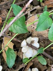 Crepidotus applanatus