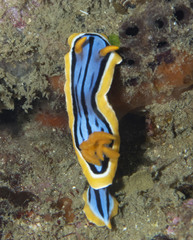 Chromodoris elisabethina