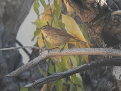 Setophaga palmarum