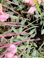 Trichodesma physaloides