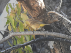 Setophaga palmarum