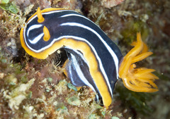 Chromodoris kuiteri