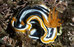 Chromodoris magnifica