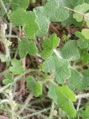 Apiales