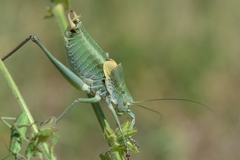 Polysarcus denticauda