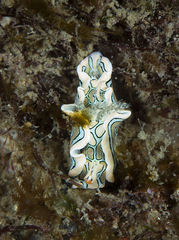 Sagaminopteron psychedelicum