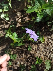 Ruellia erythropus