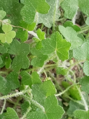 Apiales