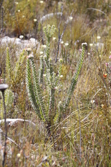 Leucospermum truncatulum