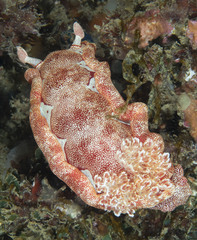 Hexabranchus sanguineus
