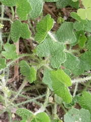 Apiales
