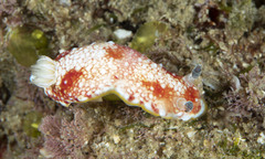 Goniobranchus