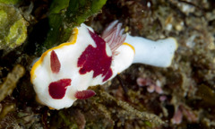 Goniobranchus splendidus