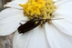 Acoloithus falsarius