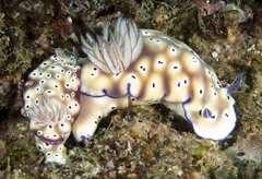 Hypselodoris tryoni